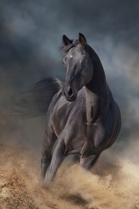 FT panel Dark horse str M, 40x60 cm