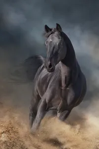 Hovedbilde FT panel Dark horse str M, 40x60 cm